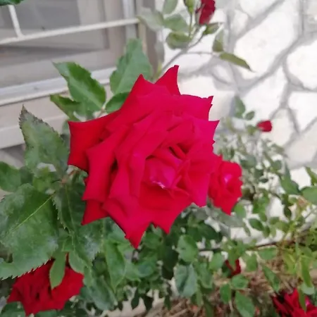 Il Roseto-3